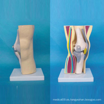 Articulación de la rodilla humana Esqueleto modelo de función anatómica médica (R040106)